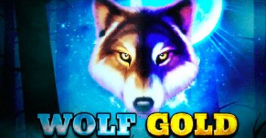 wolf-gold